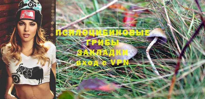 OMG   дарк нет телеграм  Псилоцибиновые грибы Psilocybe  Ноябрьск 